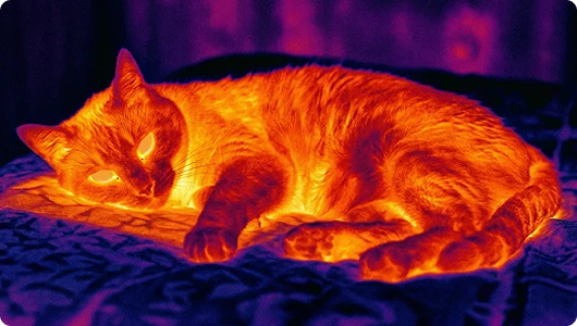 Тепловизионное изображение кошки